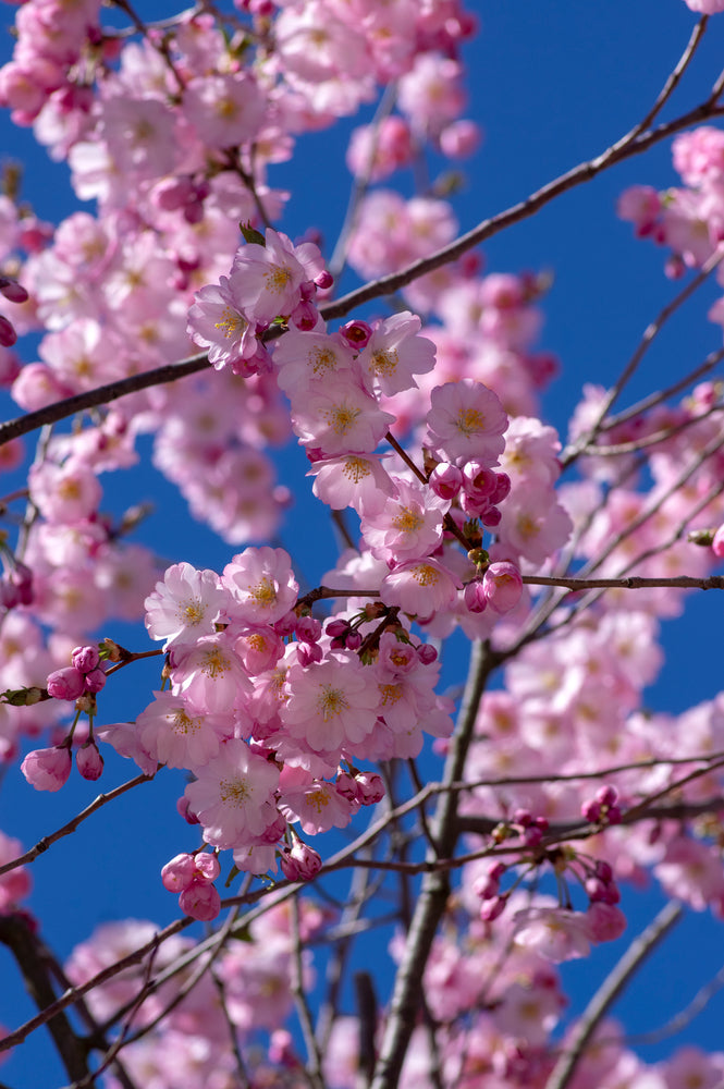 products/CherryTree-Image1.jpg